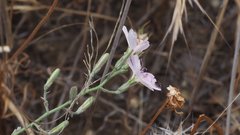 Stephanomeria exigua exigua