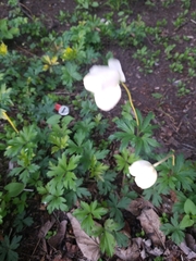 Anemonoides sylvestris