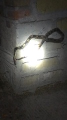 Pituophis deppei