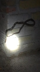 Pituophis deppei