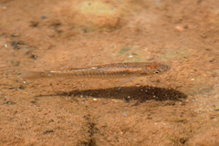 Fundulus zebrinus