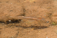 Fundulus zebrinus
