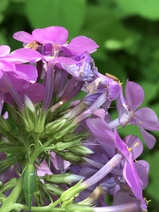 Phlox maculata pyramidalis