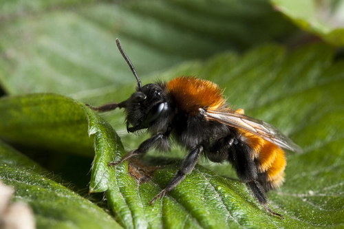 Tawny Mining Bee