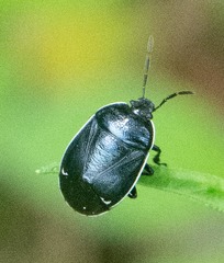 Sehirus cinctus albonotatus
