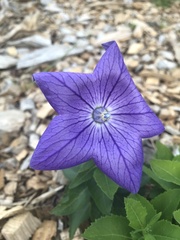 Platycodon grandiflorus