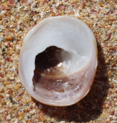 Sigapatella novaezelandiae