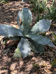 Agave asperrima