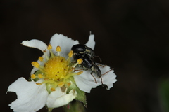 Phyllobius viridicollis