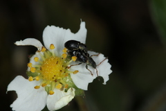 Phyllobius viridicollis