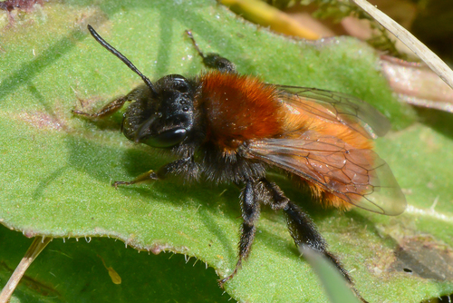 Tawny Mining Bee