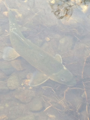 Catostomus occidentalis