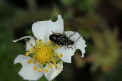 Phyllobius viridicollis