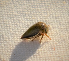 Stictopelta marmorata