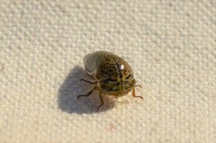 Stictopelta marmorata