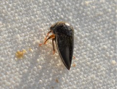 Stictopelta marmorata