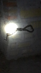 Pituophis deppei