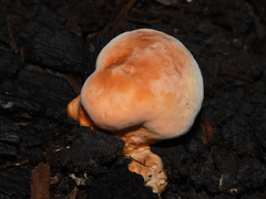 Piptoporellus soloniensis