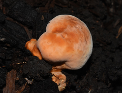 Piptoporellus soloniensis