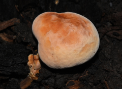 Piptoporellus soloniensis