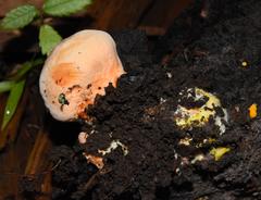 Piptoporellus soloniensis