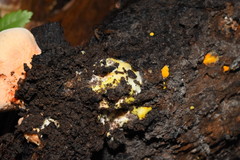 Piptoporellus soloniensis