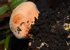 Piptoporellus soloniensis