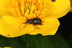 Otiorhynchus gemmatus