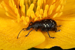 Otiorhynchus gemmatus