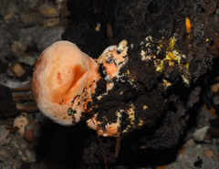 Piptoporellus soloniensis