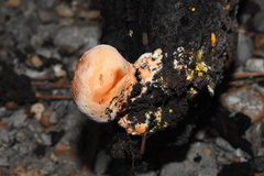 Piptoporellus soloniensis