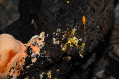 Piptoporellus soloniensis