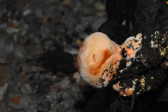 Piptoporellus soloniensis