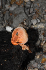 Piptoporellus soloniensis