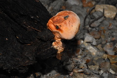 Piptoporellus soloniensis