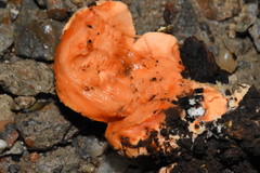 Piptoporellus soloniensis