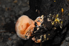 Piptoporellus soloniensis