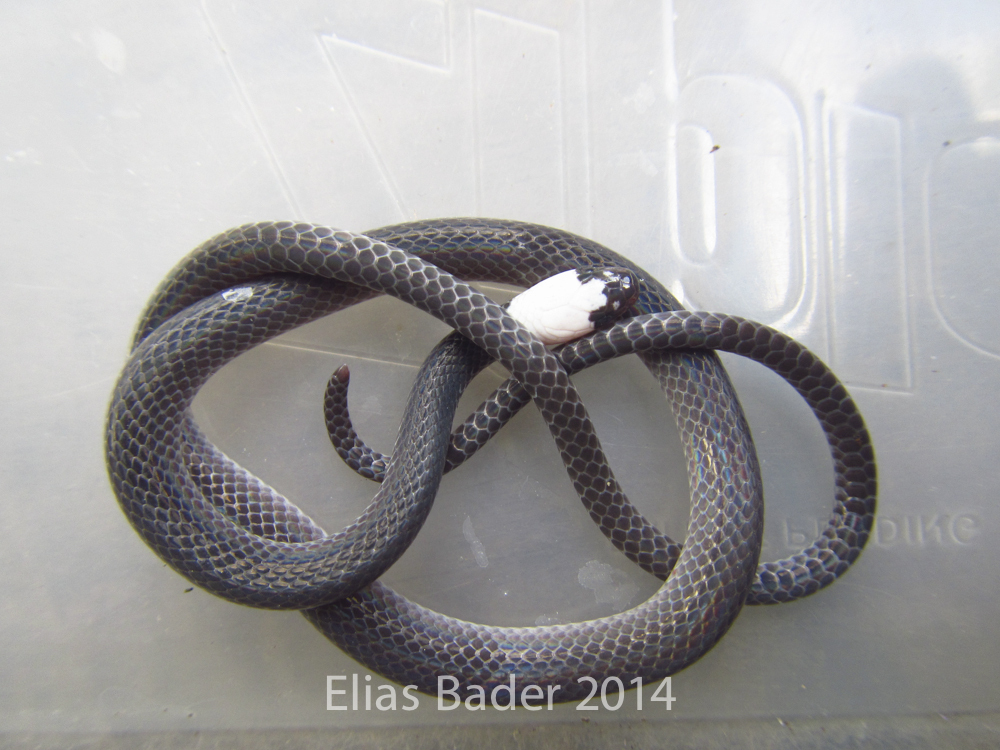 Colombian Longtail Snake