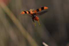 Trichodes bibalteatus