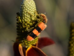 Trichodes bibalteatus