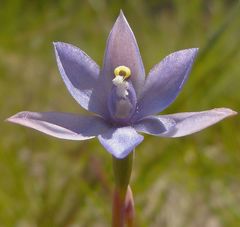 Thelymitra nuda