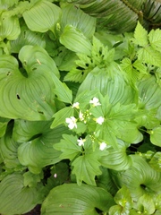 Cardamine angulata