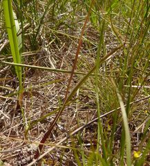 Thelymitra nuda