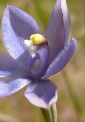 Thelymitra nuda