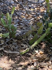 Euphorbia pseudocactus