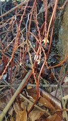 Erythrorchis altissima