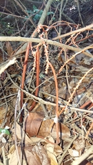 Erythrorchis altissima