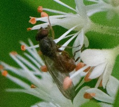 Sphegina