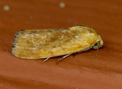 Ponometia exigua