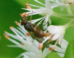 Sphegina